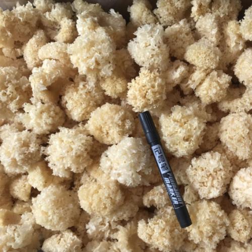 ����С�����ɻ�����500g ���ľ����һ���Ŵ��ľ��