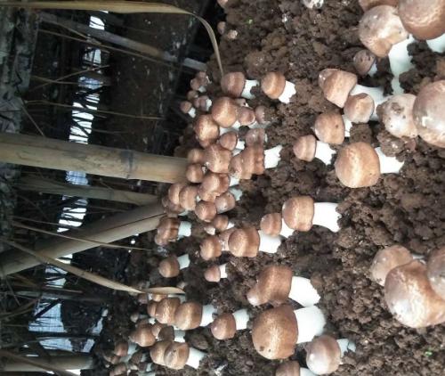 �����׸ɻ�500g���������»������������ز������׸ɻ�������