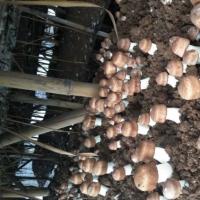 �����׸ɻ�500g���������»������������ز������׸ɻ�������